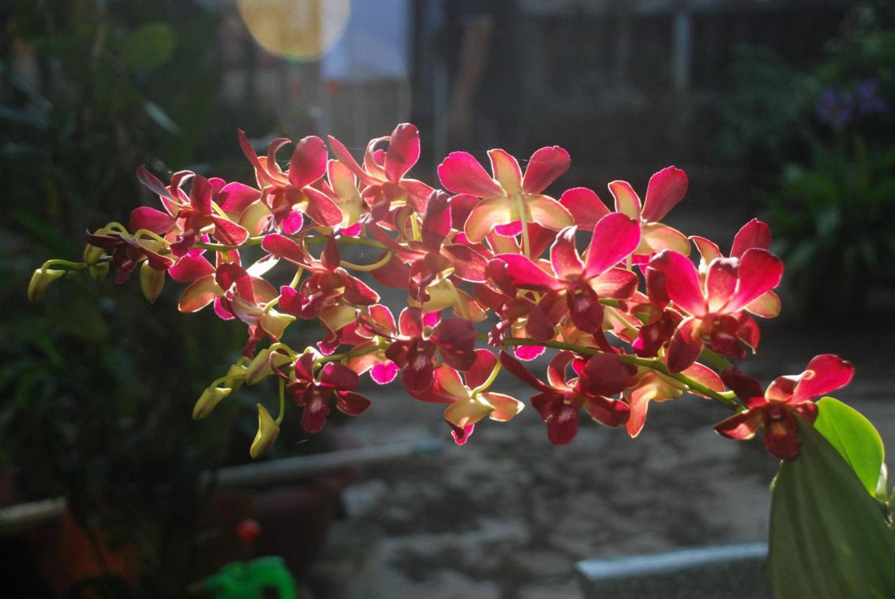 Villa Orchid Garden Riverside Hoi An Exterior foto