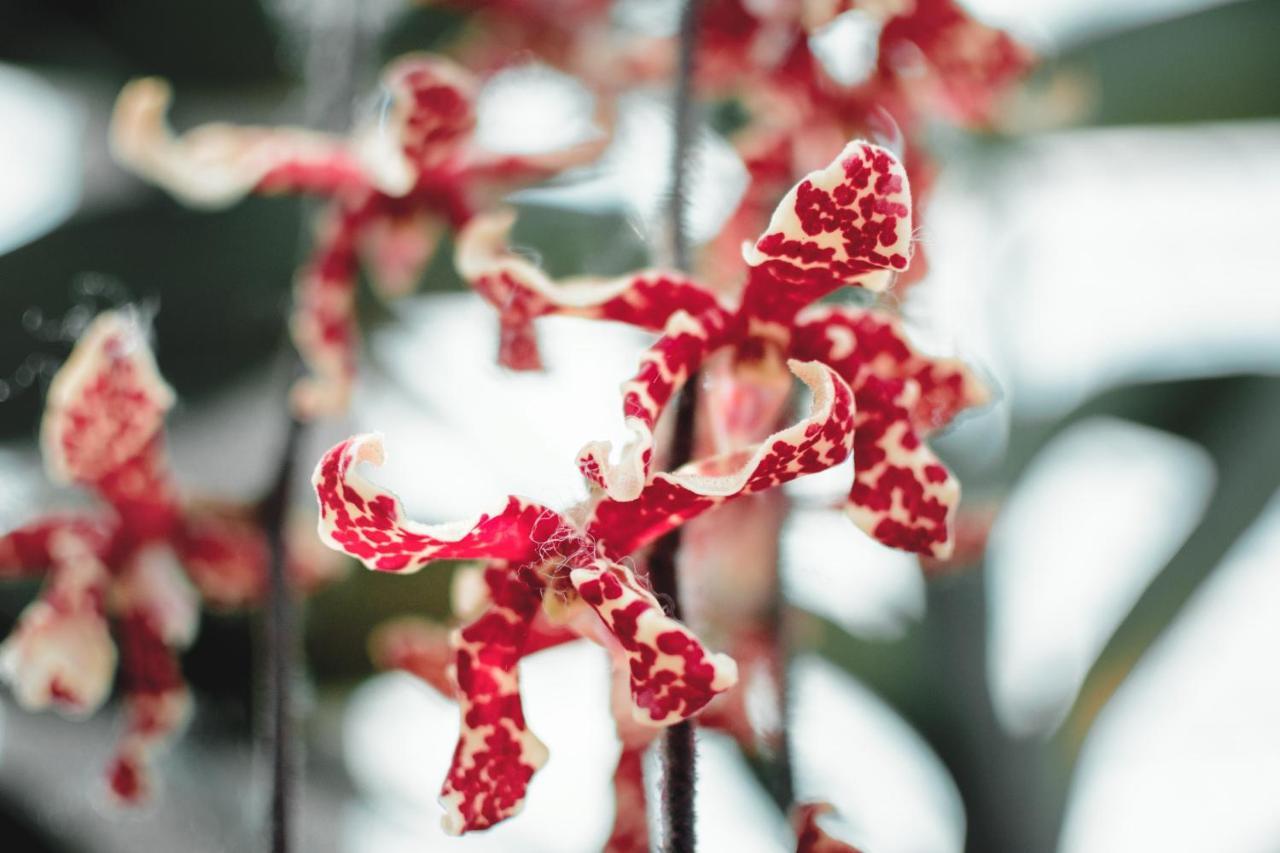 Villa Orchid Garden Riverside Hoi An Exterior foto