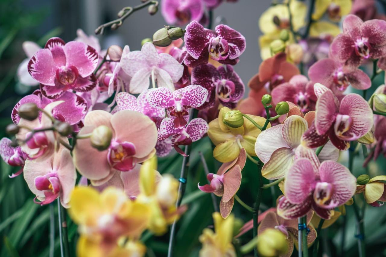 Villa Orchid Garden Riverside Hoi An Exterior foto